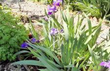 Grande maison de campagne 4 chambres doubles jardin - Foto 10