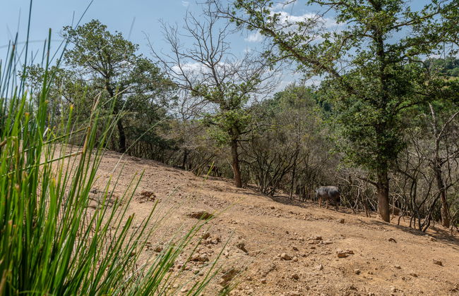 2 bedroom House in Cinigiano with private pool and garden - Photo 50