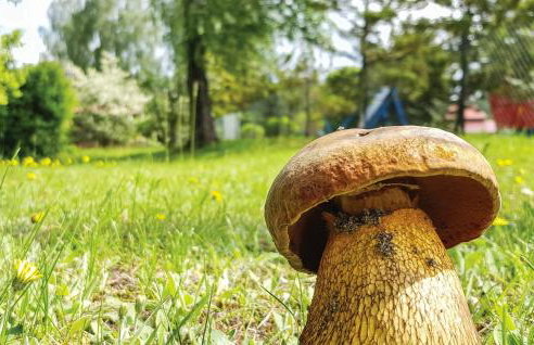 Holiday Home Morag Kretowiny Iii - Foto 9