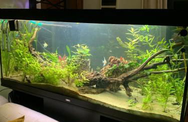 Aquahouse - Villa, romantica mansarda e acquari - Foto 7