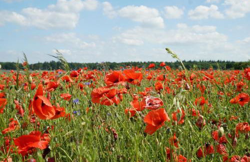 MÜRITZ-BRISE - Foto 32