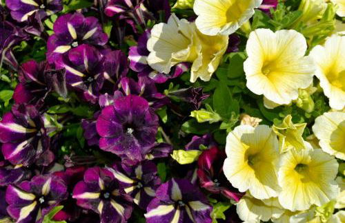 B&B Glicine e Luna - Foto 47