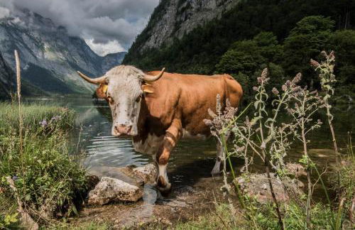 Bienenhaus #Bergblick im Sonnenhof - Foto 71