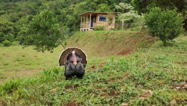 Bangalô dos Araçás - sítio Vô Haack - Foto 5
