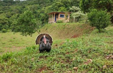 Bangalô dos Araçás - sítio Vô Haack - Foto 5