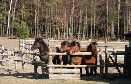 Na Wysokiej Górce- Agroturystyka - Foto 11