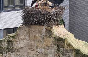 Tranquilidad junto al centro histórico - Foto 19