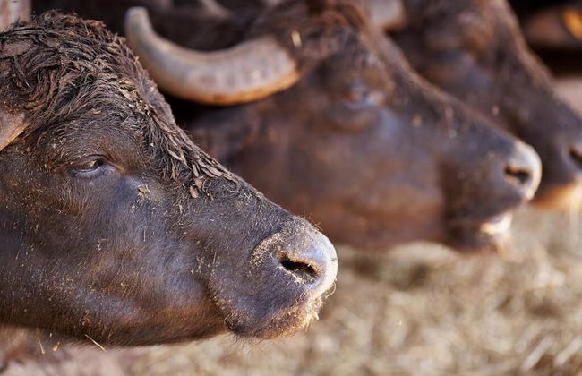 PrimeQuerce Agriturismo - Foto 37