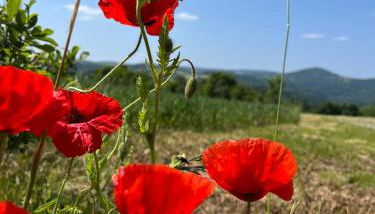 Erzgebirgshaus Zirbenliebe - Foto 4
