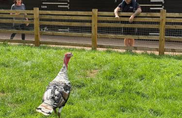 Boutique Countryside Studio with Farm Animals - Foto 13