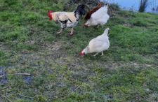 La hervuerie - Foto 9