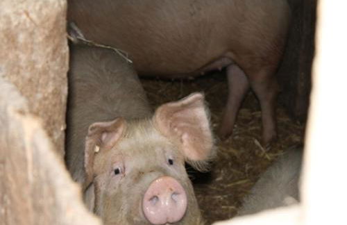 Urlaub im Herrenholz - Foto 29