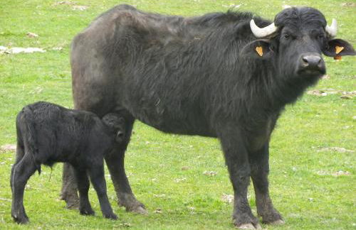 Gite de Carboniès - Photo 18