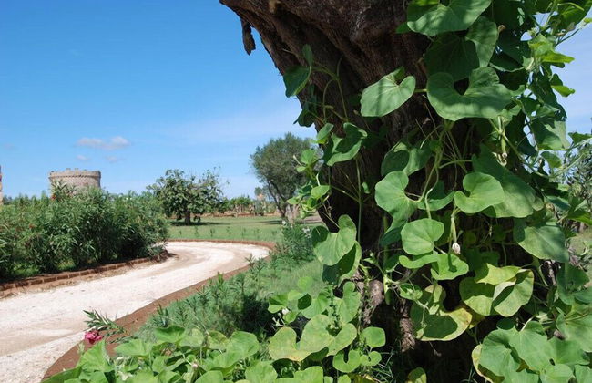 Masseria Provenzani - Photo 52