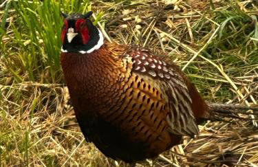 Brown Deer - z Sauną na Tarasie, Jacuzzi i Widokiem na Góry - by Deer Hills Luxury Apartments - Foto 66