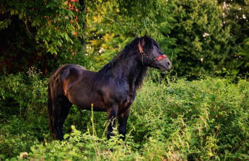 Kozline Kordun - Foto 77