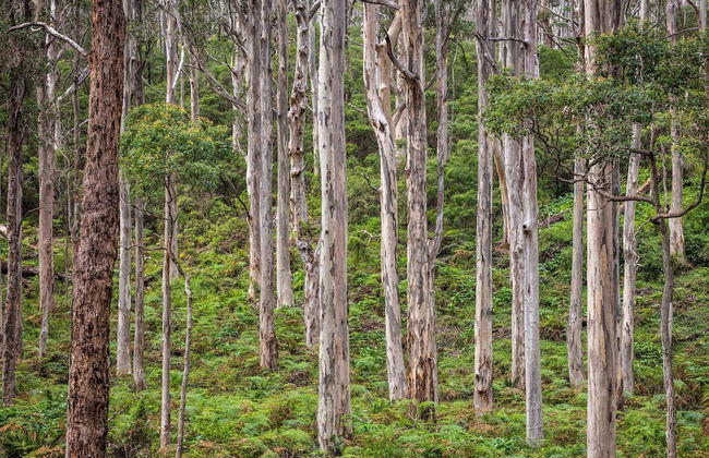 Bussells Bushland Cottages - Photo 42