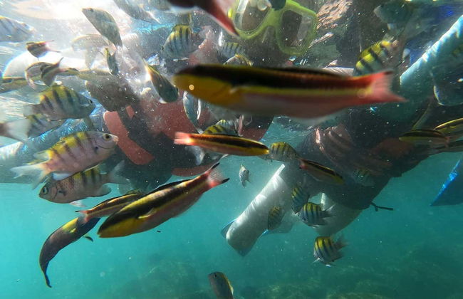 Snorkeling at Las Gatas Beach - Photo 7