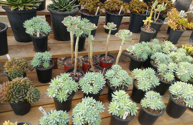 Boryeong Laon Pension - Foto 60