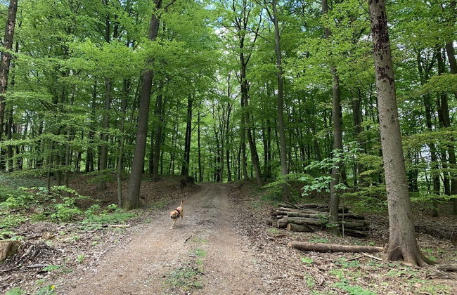 Appartement im Fuchsbau in Bad Sachsa - Foto 24