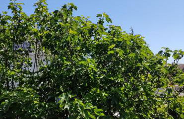 DniceParis - Foto 13