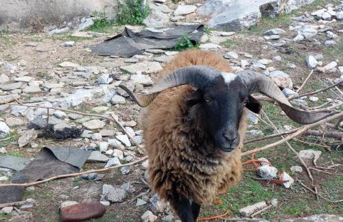 Maria Tsomou - Foto 18