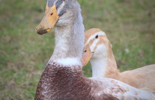 Dartmoor Reach Alpaca Farm - Foto 63