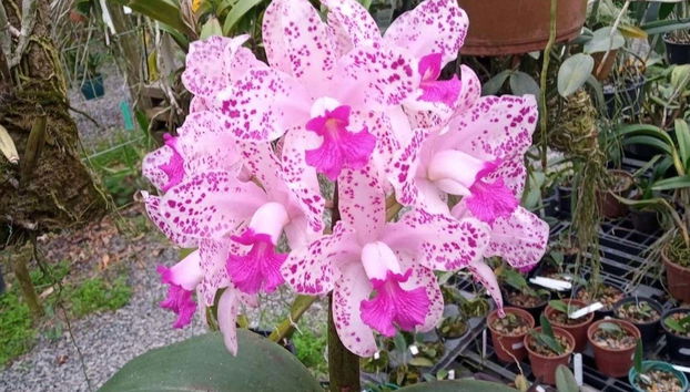 We'll visit the Orquideario Reinheimer