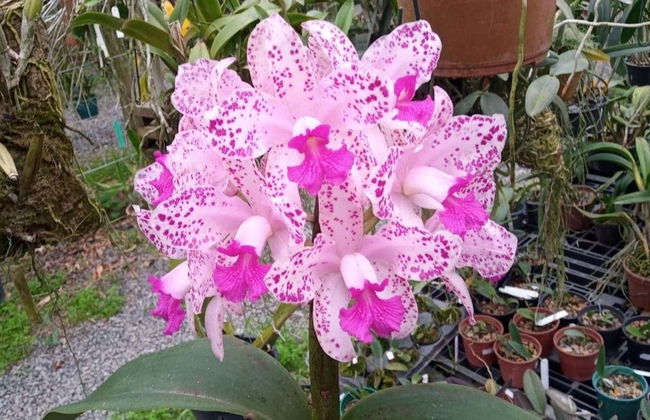 Tour rural por Joinville - Foto 4