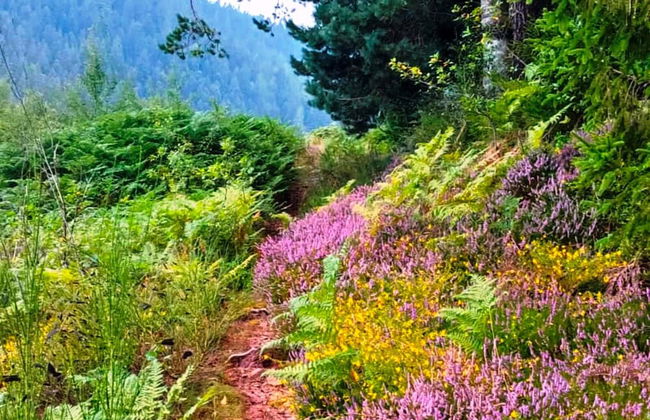 Charmantes, Einladendes Ferienhaus in Toller Natur - Foto 38
