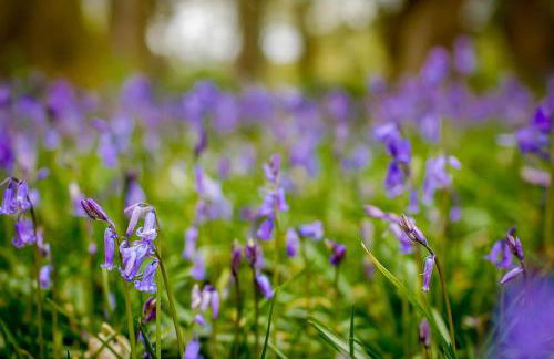 Hywel-Sele-Lodge - Foto 28