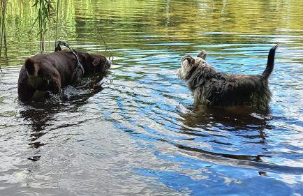 Widny Jaś zaprasza z psem nad jezioro na Kaszubach - Foto 3