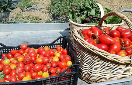Agriturismo Casa Agricola Rossi Appartamenti in Casentino - Foto 115