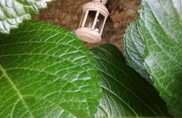 O Ze Ja Dormiu Aqui - Photo 41