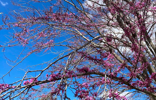 Trulli Mimosa by Pugliadamare - Foto 62