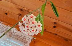 Retreat to Stella Maris Soul Spa by the Russian River - Foto 33