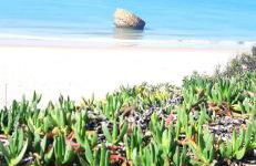 Caracola Beach - Foto 8