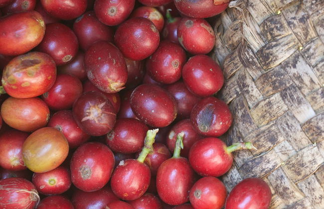 Coffee Tour of Coatepec - Foto 1