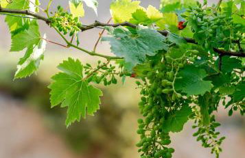 Dreamcatcher Villa - Foto 37