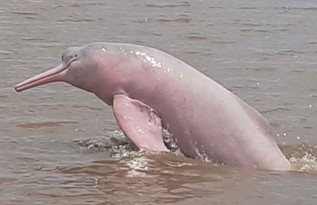 Gran Mojos Birdwatching Activity - Foto 4