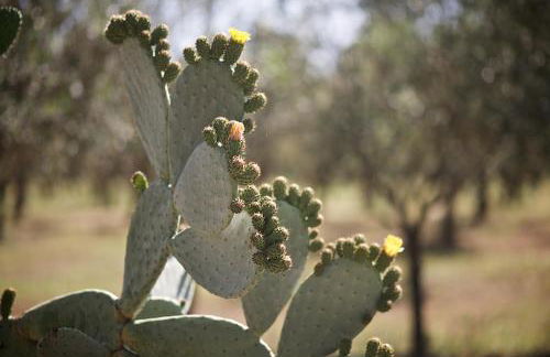 Tenuta Monacelli Lecce - Foto 20
