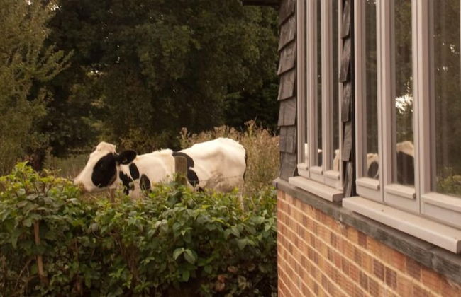 Bull Farm Studios - Foto 16