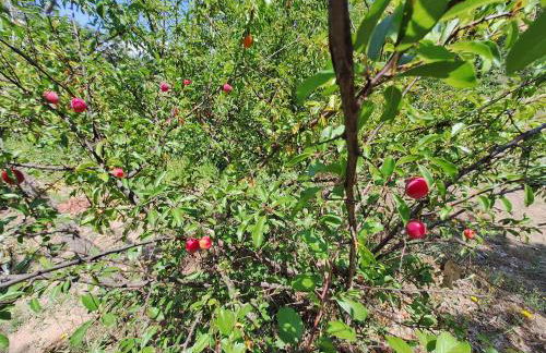 Quinta da Portela - Foto 11