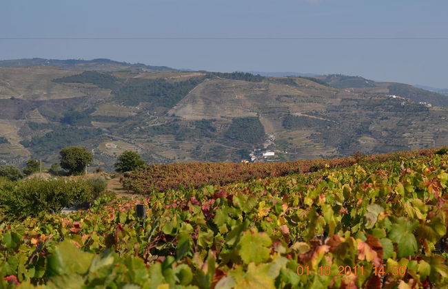 Quinta dos Espinheiros - Foto 49