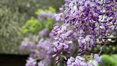 Ferienhaus im Schluh - Foto 2, Garden