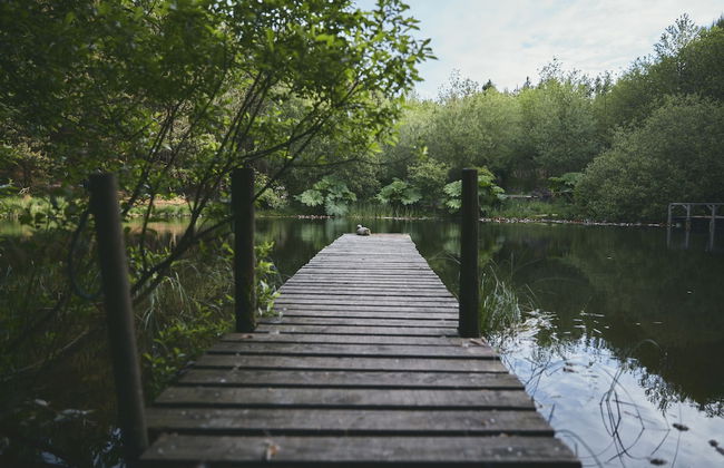 Mushroom Yurt set in 4 Acres of Woodland and Lakes - Foto 20