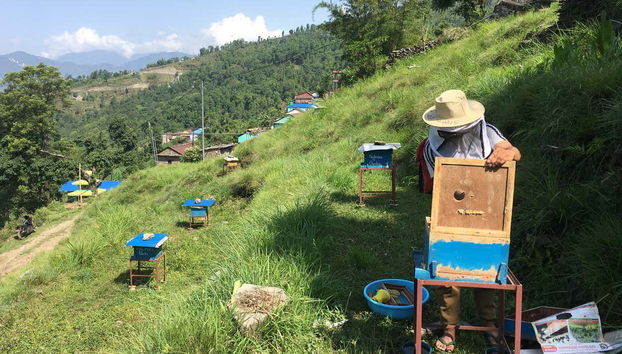 Visit an apiary