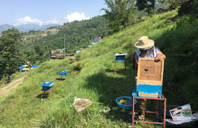 Excursión a los cafetales de Sarangkot - Foto 2