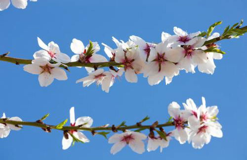 Apartamentos Mariano - Foto 40