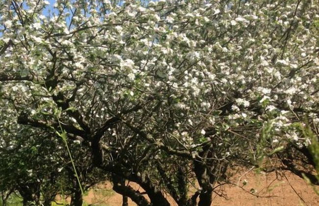 Agriturismo Cascina degli Ulivi - Foto 9
